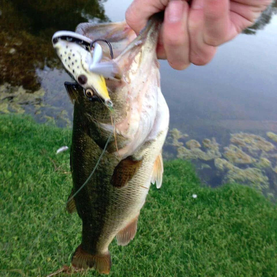 C_JumpMaster Frog Lure